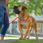 Preview: Hunter Retriever Freestyle Leine 10/170  rot