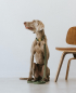 Preview: Brott Trainingsleash "Green Musk" - vegan leather with golden clasp