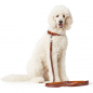 Preview: Training leash Solid Education  cognac