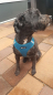 Preview: Petlando Mesh Vest d.blau
