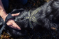 Preview: Hurtta Jogging Leine "Jogging leash" kirsch