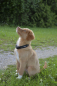 Preview: Petlando Mesh Halsband mokka