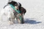Preview: Treusinn Hundespielzeug Spiely XL maritim rot