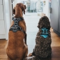 Preview: Hunter Harness DIVO light blue/grey