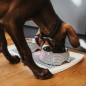 Preview: Melamine feeding bowl Biri black/white
