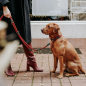 Preview: Hunter Training leash Malia   wine red/dark brown