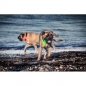 Preview: Orbiloc Dog Dual Hundelampen rot