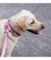 Preview: Brott Collar Solid Pink Gum