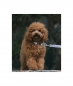 Preview: brott leash Textura Aitona