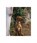 Preview: brott leash Textura Ciutadella