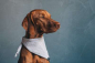 Preview: Treusinn Hundehalstuch Bandana Turin