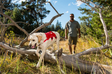Preview: Ruffwear Web Master rot