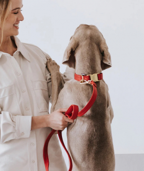 Preview: Brott Trainingsleash "Red" - vegan leather with golden clasp
