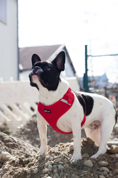 Preview: Petlando mesh vest petrol