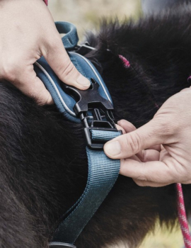 Preview: Hurtta "Active Harness" cherry