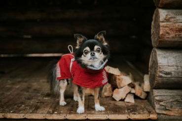 Preview: Hurtta Winterjacke "Extreme Warmer" dunkelrot