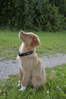 Preview: Petlando Mesh Halsband schwarz