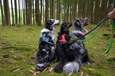 Preview: Petlando Mesh verstellbare Führleine mocca