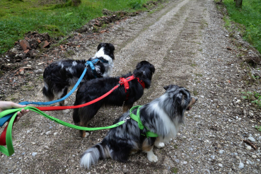 Preview: Petlando Mesh Y Comfort grün