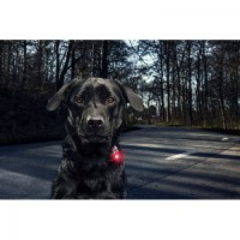 Orbiloc Dog Dual Hundelampen rot