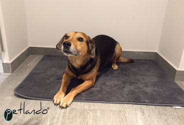 Pet Dry Mat Stone