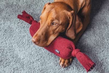 Preview: Treusinn Cuddle sausage Pelle