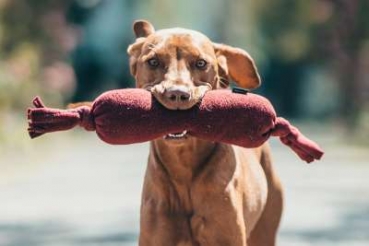 Preview: Treusinn Cuddle sausage Pelle