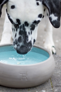 Treusinn Dogbowl PUR aqua