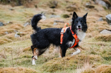 Hurtta Weekend Warrior harness black Desert