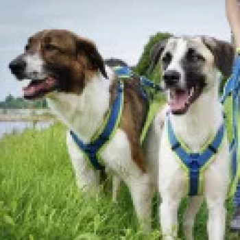 Preview: Anny-X Harness Fun Wildflieder