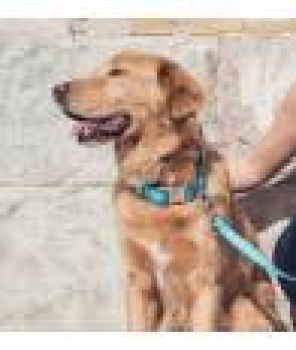Preview: Brott Collar Solid turquoise