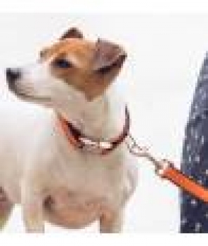 Preview: Brott Collar Solid orange