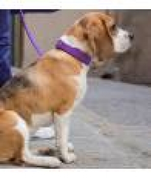 Preview: Brott Collar Solid purple