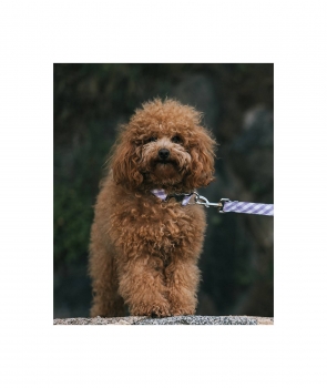 Preview: brott leash Textura Aitona