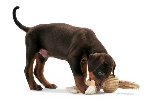 Hunter Hundespielzeug Huggly Giraffe