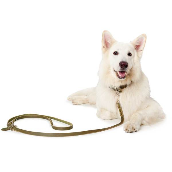 Training leash Solid Education  oliv