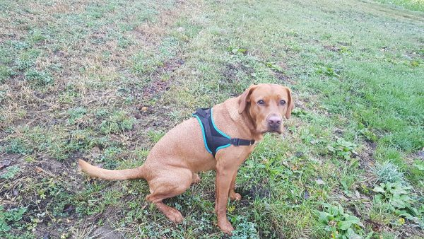 Training Harness GUIDE darkblue