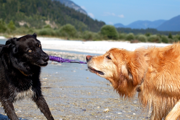 Treusinn Hundespielzeug Spiely uni smaragd