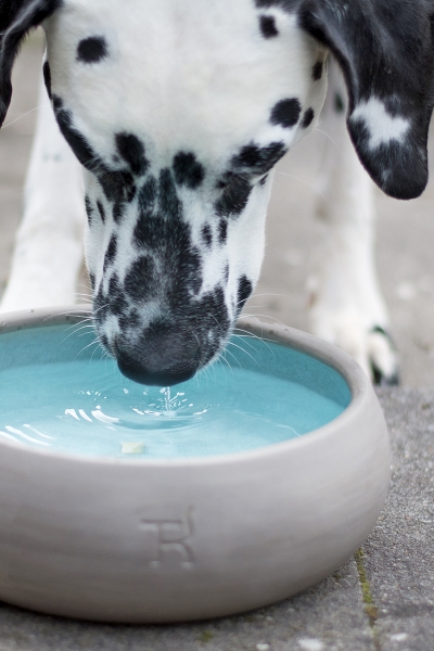 Treusinn Dogbowl PUR aqua