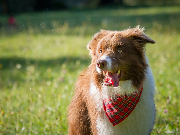 Treusinn Hundehalstuch Bandana Poppy