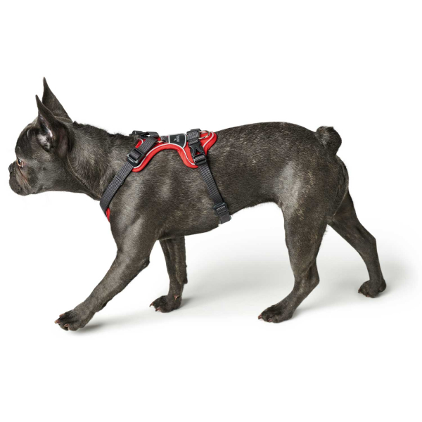 Hunter Harness DIVO red/grey