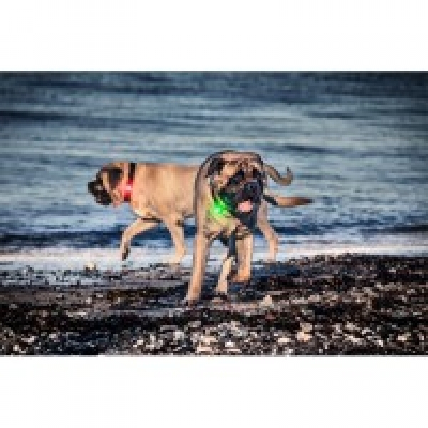 Orbiloc Dog Dual Hundelampen türkis