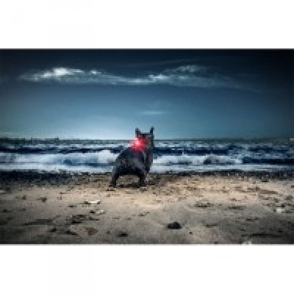 Orbiloc Dog Dual Hundelampen rot