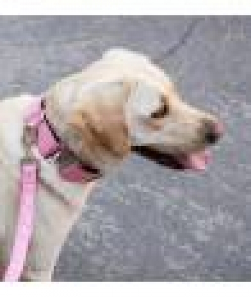 Brott Collar Solid Pink Gum